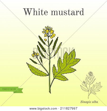 White mustard Sinapis alba . Kitchen hand-drawn herbs and spices. Hand drawn botanical vector illustration