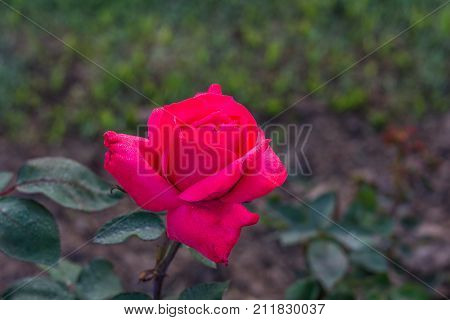 Early morning beautiful rose flower garden, dew on roses with awesome colors and verify with closer look, around fifty of verity of roses in this garden in New Delhi, India