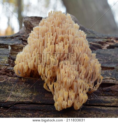 Artomyces pyxidatus coral fungus on wood log