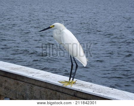 Little Egret (Egretta garzetta) standing on a palisade