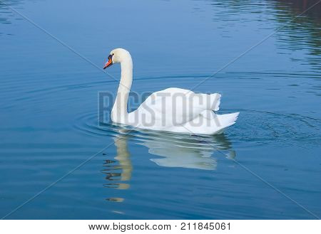 White swan aka Cygnus bird animal swimming in a pond