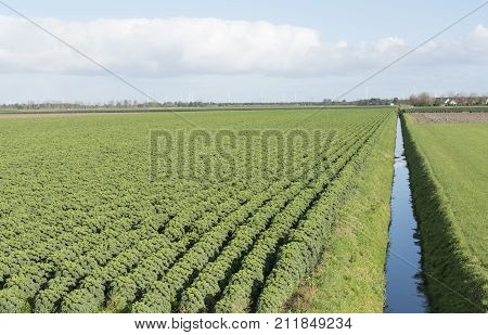 kale field in the dutch province of flevoland in the netherlands with blue sky