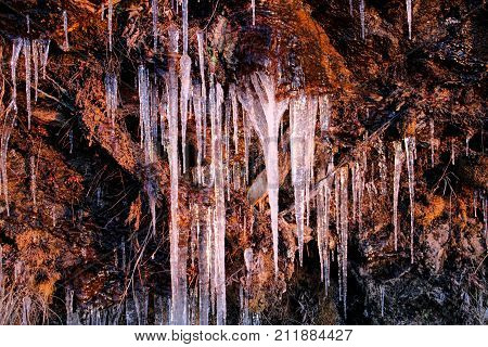 Ice cycles hanging from a rock face in warm morning light.