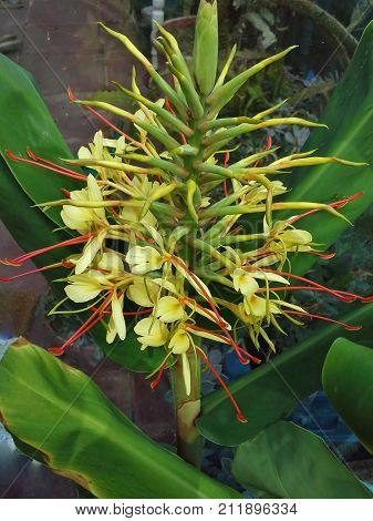 Kahili Ginger Lily Flower in a Greenhouse