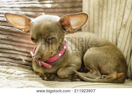 Little pinscher ratter prazsky krysarik purebreed small dog sitting relaxing and chilling on sofa couch indoor.