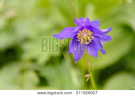 Aquilegia Glandulosa Flower. Altai Republic. Russia
