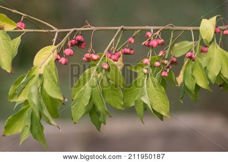 The Japanese spindle (Euonymus japonicus) is an evergreen shrub of parks.