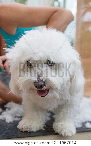 Cute white Bolognese dog is groomed. Vertically.