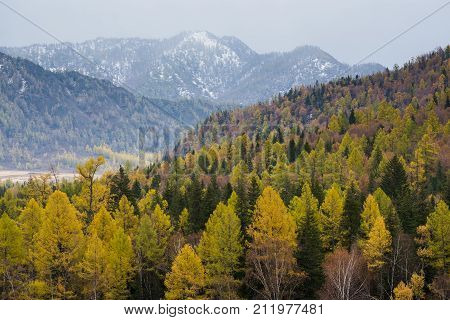 Autumn landscape. Yellowed larch and green pines on the background of the mountains. Russia, the Altai Republic.