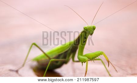 Mantis on flower, Mantis religiosa, beautiful evening sun, Czech republic. Beautiful sunset light with insect. Mantis in the nature. Wildlife scene from meadow.