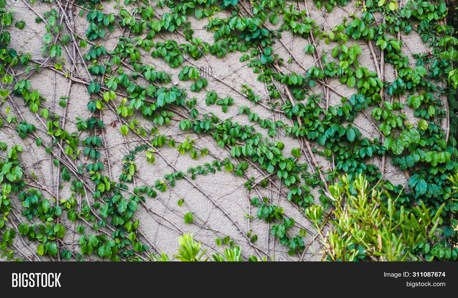 Climbing Wall Ivy On Image Photo Free Trial Bigstock