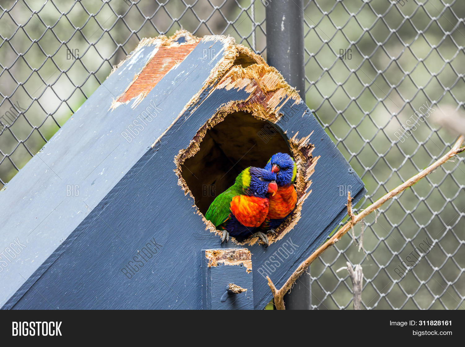 Pair Parrots Sitting Image & Photo (Free Trial) | Bigstock