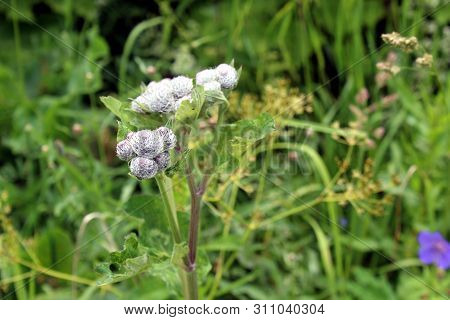 Medicinal Plant Burdock. Flower And Leaves Of Burdock In A Grass Garden. Burdock Flower Prickly Head