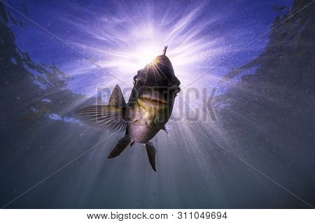 Fish In The Sunburst On A Shallow Reef