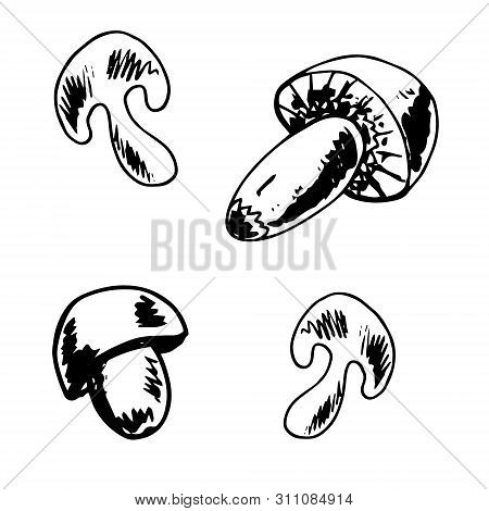 Champignons Set. Vector Illustration Of Mushrooms Champignons On White Background. Hand Drawn Style