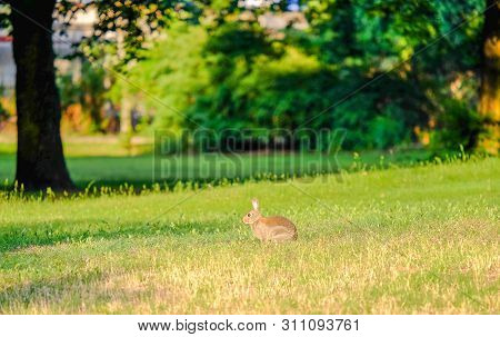 Brown Hare In The Grass In The Forest.