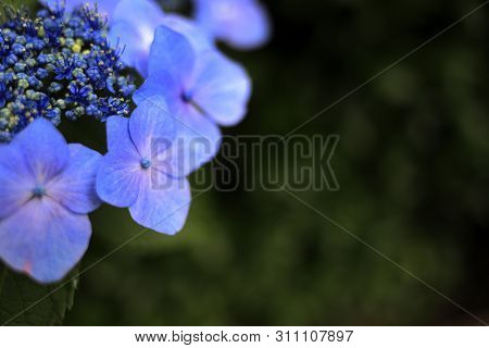 Hydrangea Macrophylla F.normalis In Kamakura, Kanagawa, Japan (one Purple Flower) With Copy Space