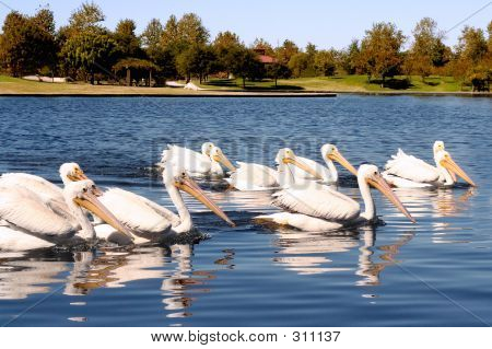 Un groupe de pélicans