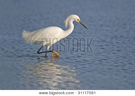 Garça na criação de plumagem - Florida