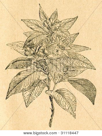 Brindille de fleur d'oranger - vieux illustration par un artiste inconnu du Botanika Szkolna na Klasy Niz