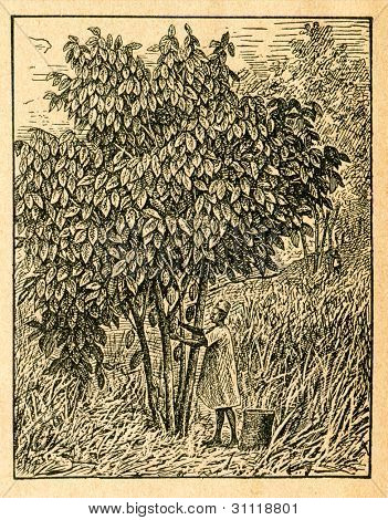 L'arbre de cacao avec fruits - vieux illustration par un artiste inconnu du Botanika Szkolna na Klasy Nizsze, un