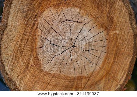Closeup Macro View Of End Cut Wood Tree Section With Cracks And Annual Rings. Natural Organic Textur