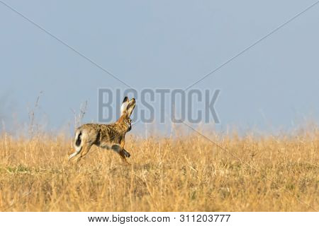 European Brown Hare (lepus Europeaus) Running In Field Spring Time