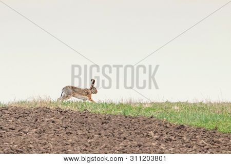 European Brown Hare (lepus Europeaus) Running In Field Spring Time