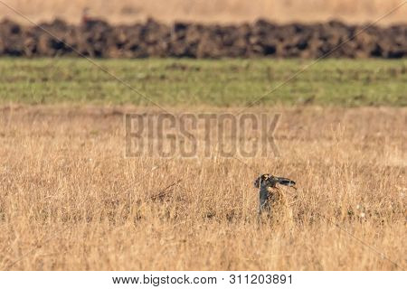 European Brown Hare (lepus Europeaus) Hiding In Field Spring Time