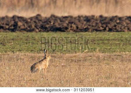 European Brown Hare (lepus Europeaus) Hiding In Field Spring Time