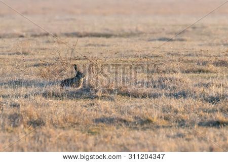 European Brown Hare (lepus Europeaus) Hiding In Field Spring Time