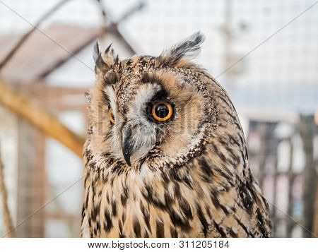 An Owl With Large Round Eyes Sits In Cage