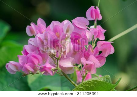 Antigonon leptopus Hook is a beautiful bouquet of flowers.