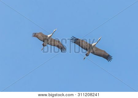 Common Cranes In Flight Blue Skies, (grus Grus) Migration