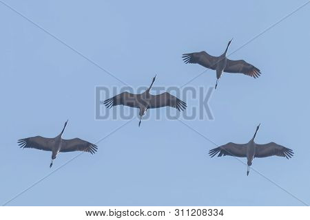 Flying Flock Of Common Crane (grus Grus) In Flight Blue Skies, Migration