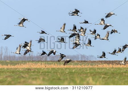 Flying Flock Of Common Crane (grus Grus) In Flight Blue Skies, Migration