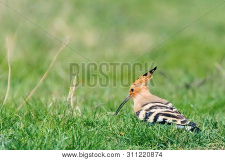 Hoopoe, Common Hoopoe (upupa Epops) Eurasian Hoopoe