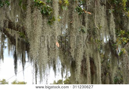 Detail Of Spanish Moss (tillandsia Usneoides) Veils Hanging From Southern Live Oak Trees (quercus Vi