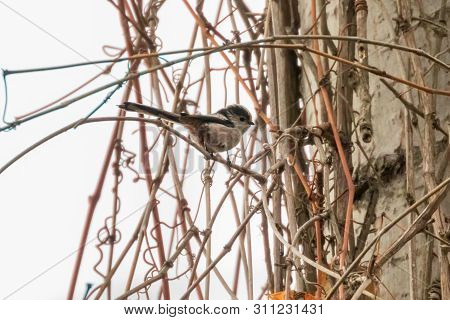 Long-tailed Tit On Branch (aegithalos Caudatus) Cute Little Bird