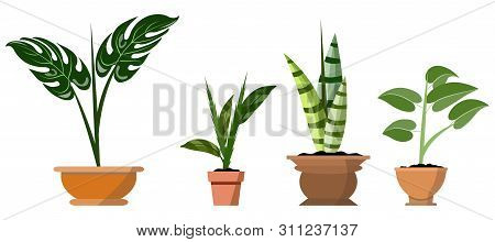 Potted Plants Isolated On White. Vector Set Of Four Green Tropical Plants In Pot Illustration For In