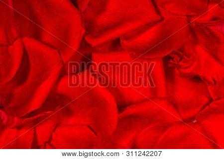 Red Rose Petals Background And Testure, Closeup Macro, High Resolution 2. Nature Romance Background