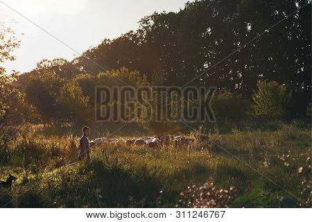 Chisinau, Moldova May 1, 2019: The Boy Is Shallow In The Field With Sheep. Field, Trees In Untouched