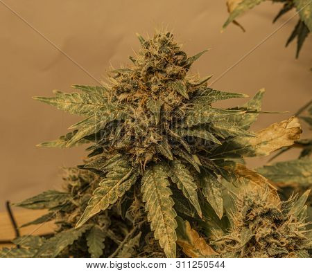 Ripe Bloom Of Amherst Sour Diesel And Bubble Gum Variety In Case Under Artificial Light