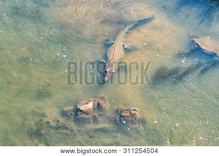 A Nile Crocodile In The Crocodile River Near Malalane In The Mpumalanga Province