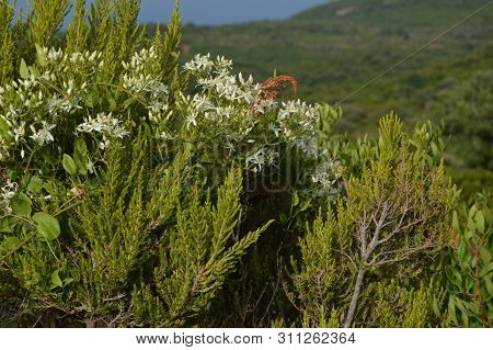 A Shrub Of Wild White Flowers On A Hill