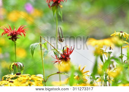 A Closeup Of Rufous Hummingbird Hovering Near The Flower.     Burnaby Lake Bc Canada