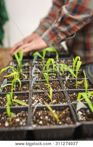 Hands Carefully Transplanting Maze Corn Seedlings In Potting Flats.