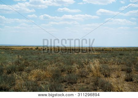 Steppe Landscape. Lonely Green Plants On Dry, Hot Sand.the Steppe Is Woodless. Ravine In The Steppe.