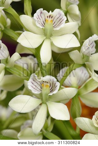 Lined Petal Prosthechea Orchid - Prosthechea Radiata
From Central America