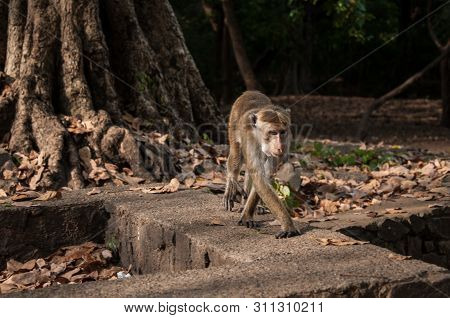 Monkey Guenon. Long-tailed Primates Of Sri Lanka